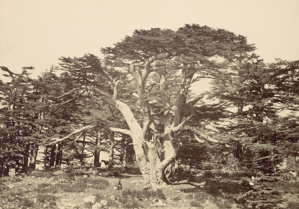 Floresta. de Francis Frith