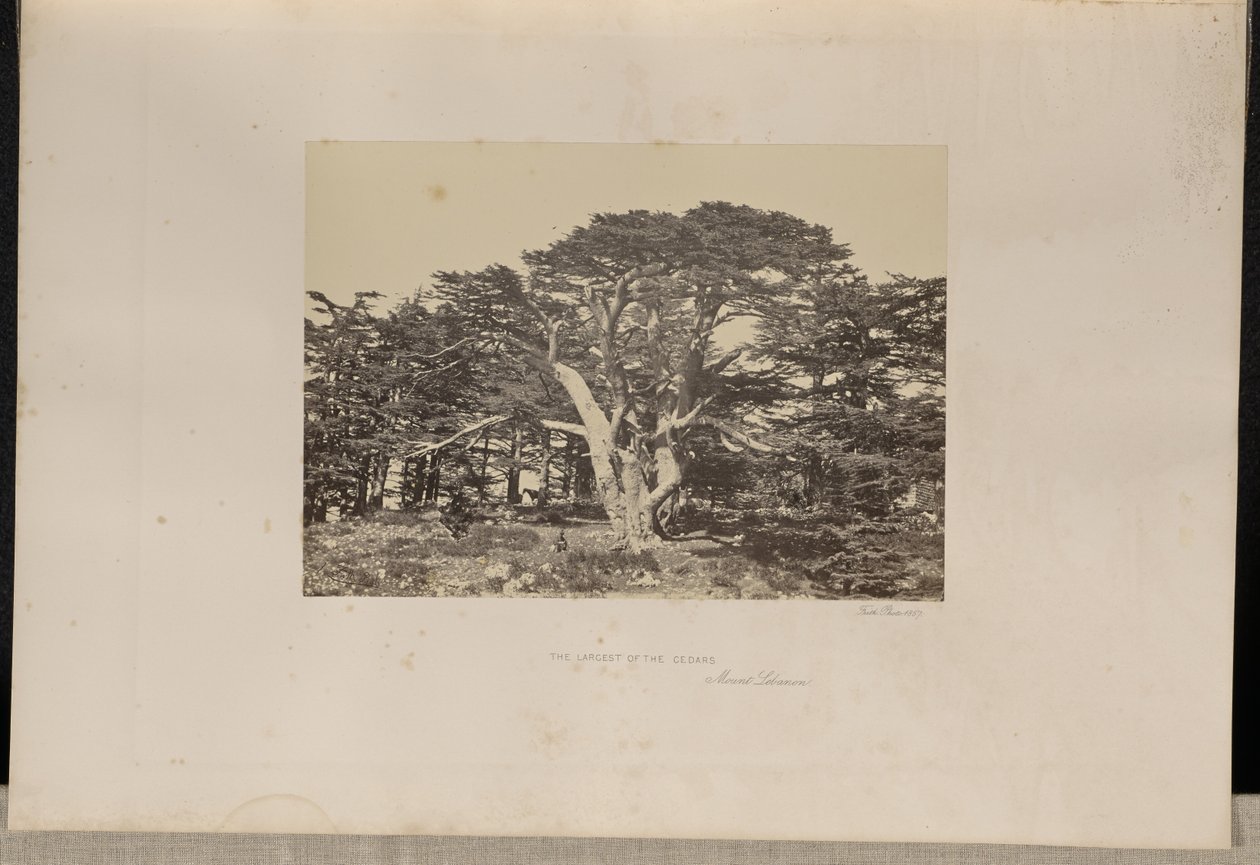 O maior dos Cedros, o Monte Líbano de Francis Frith