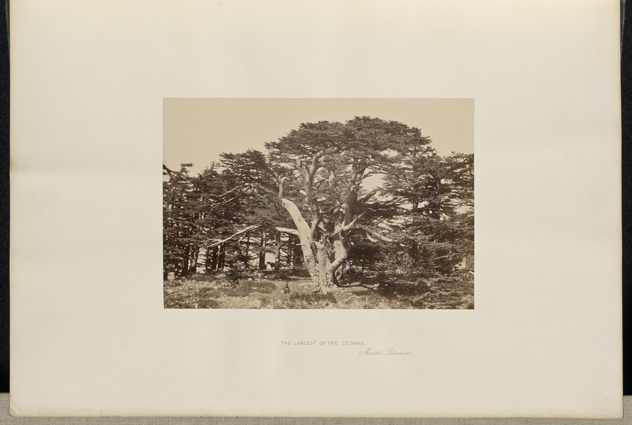 O maior dos Cedros, o Monte Líbano de Francis Frith