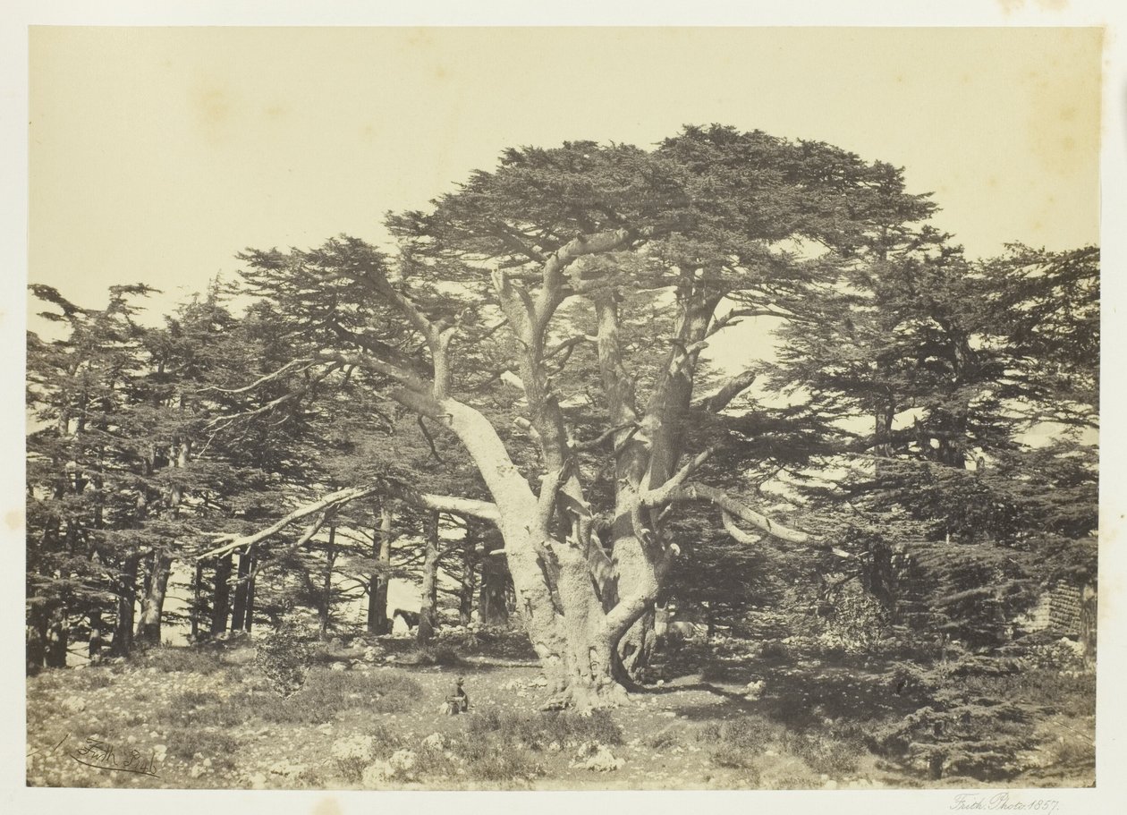 O maior dos Cedros, o Monte Líbano de Francis Frith