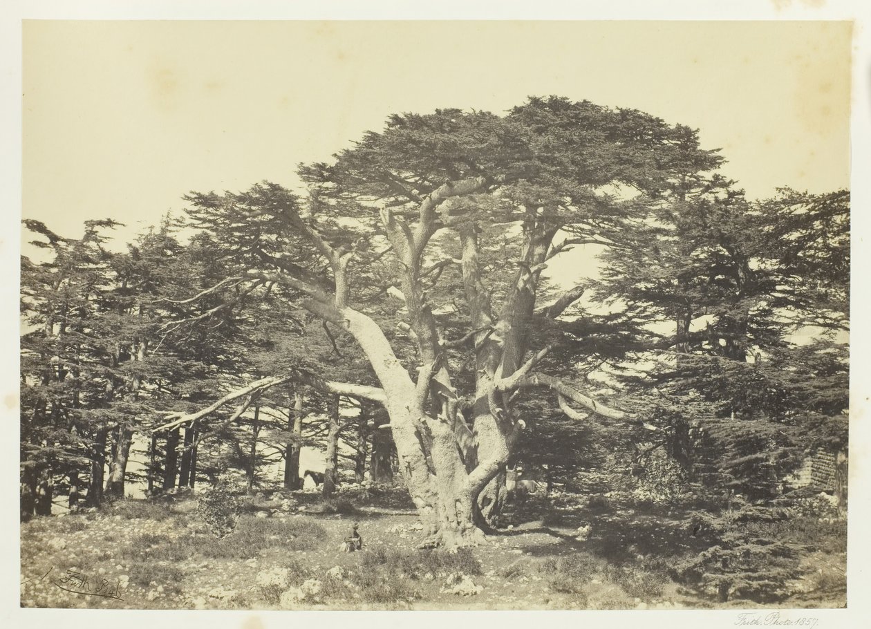 O Maior dos Cedros, Monte Líbano, 1857. de Francis Frith