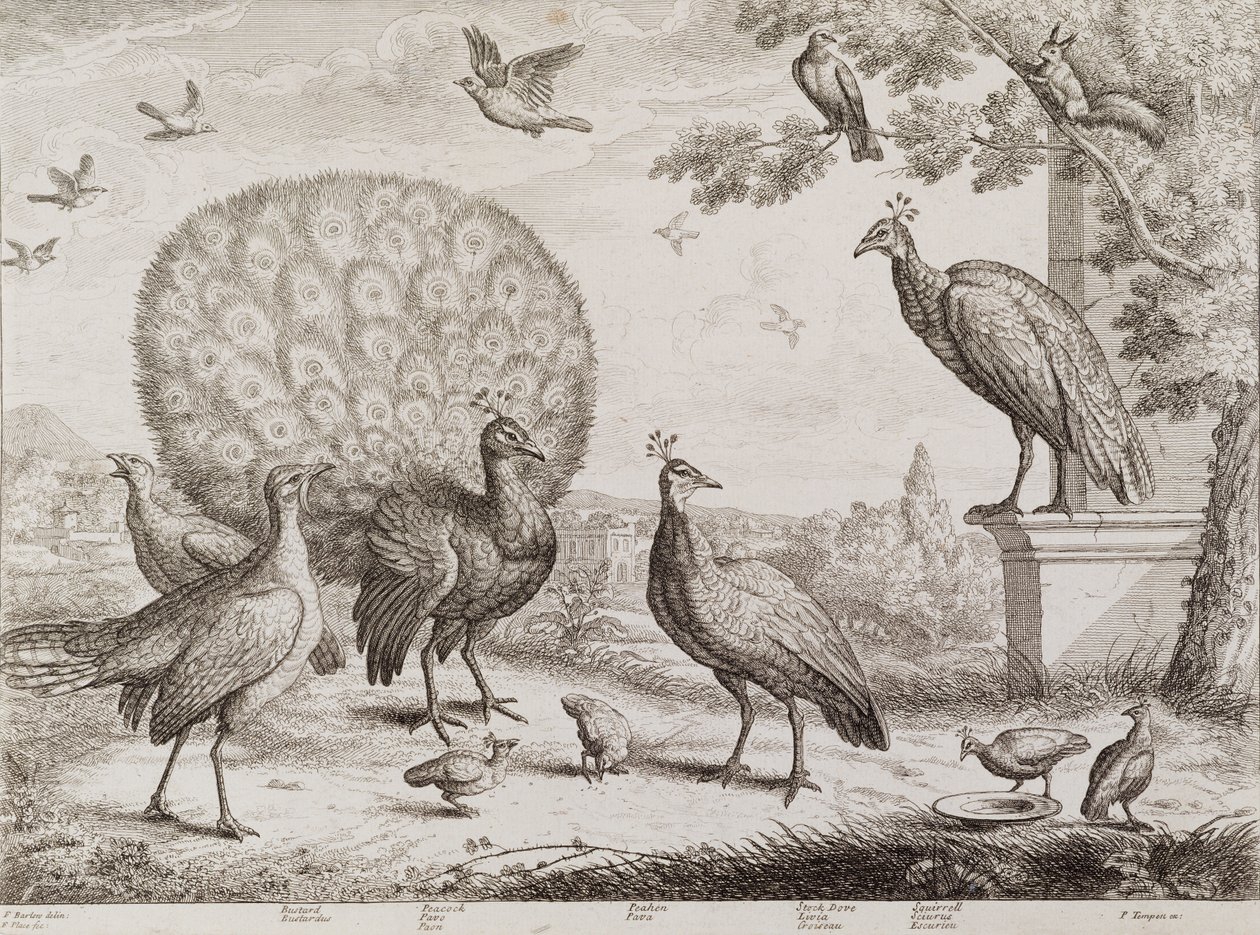 Grupo de pássaros com pavão (gravura) de Francis Place