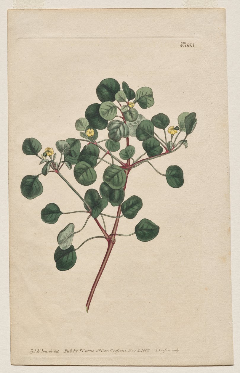 A Revista Botânica ou Jardim de Flores Exibido: Placa 883, Euphorbia Petiolaris. Spurge de Caule Longo de Francis Sansom