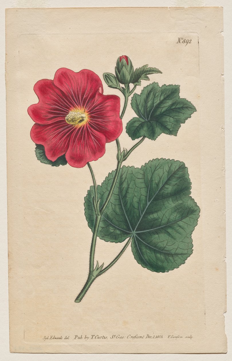 A Revista Botânica ou Jardim de Flores Exibido: Placa 892, Althaea Flexuosa. Seringapatam A Hollyhock . [Althea rosea] de Francis Sansom