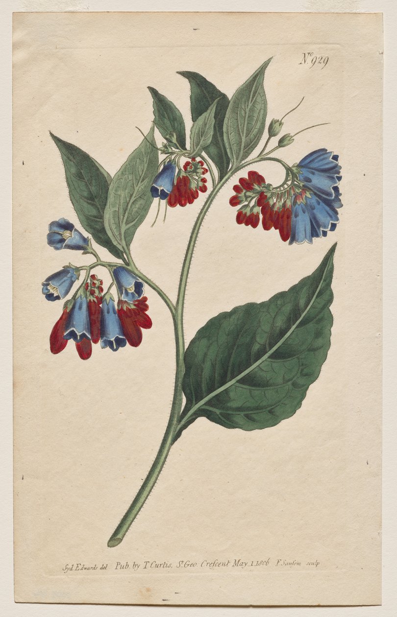 A Revista Botânica ou Jardim de Flores Exibido: Placa 929, Symphyum Asperrim. Prickley Confrei. [Symphytum asperum] de Francis Sansom