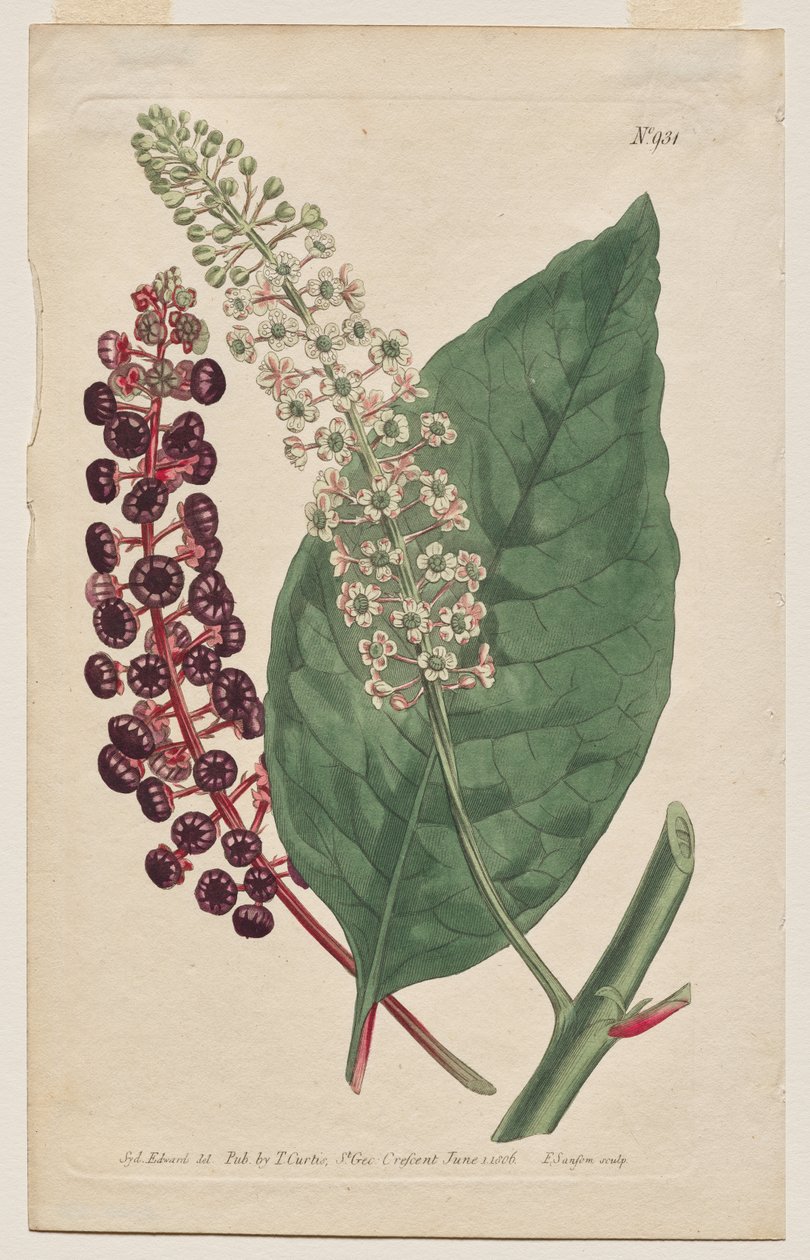 A Revista Botânica ou Jardim de Flores Exibido: Placa 931, Phytolacca Decandra. Picadinho da Virgínia. [Phytolaca Americana] de Francis Sansom