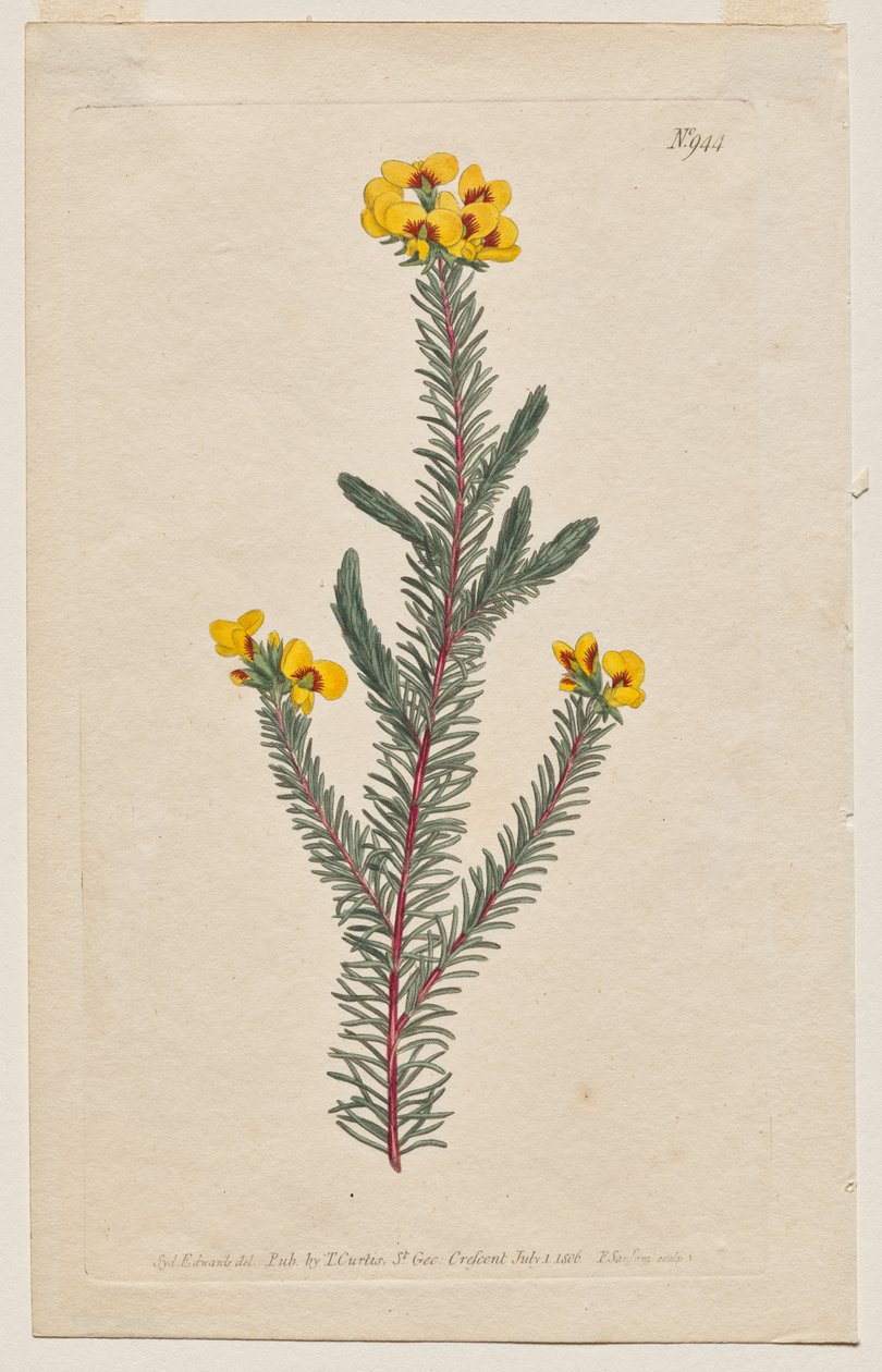 A Revista Botânica ou Jardim de Flores Exibido: Placa 944, Dillwynia glaberrima. Dillwynnia de folhas lisas. [Dillwynia ericifolia gaberrima] de Francis Sansom