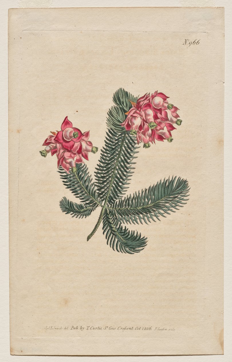 A Revista Botânica ou Jardim de Flores Exibido: Placa 966, Erica Elegans. Heath Elegante [Erica glauca] de Francis Sansom