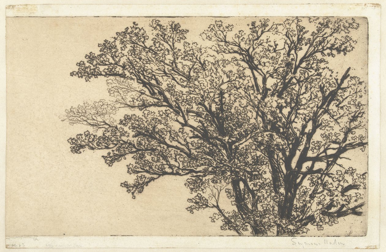 Coroa de uma árvore A árvore mais antiga de Francis Seymour Haden (Sir) (signed by artist)