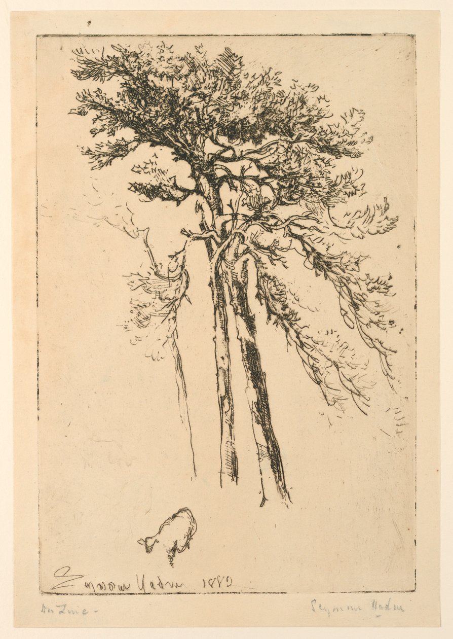 Abetos Escoceses de Francis Seymour Haden