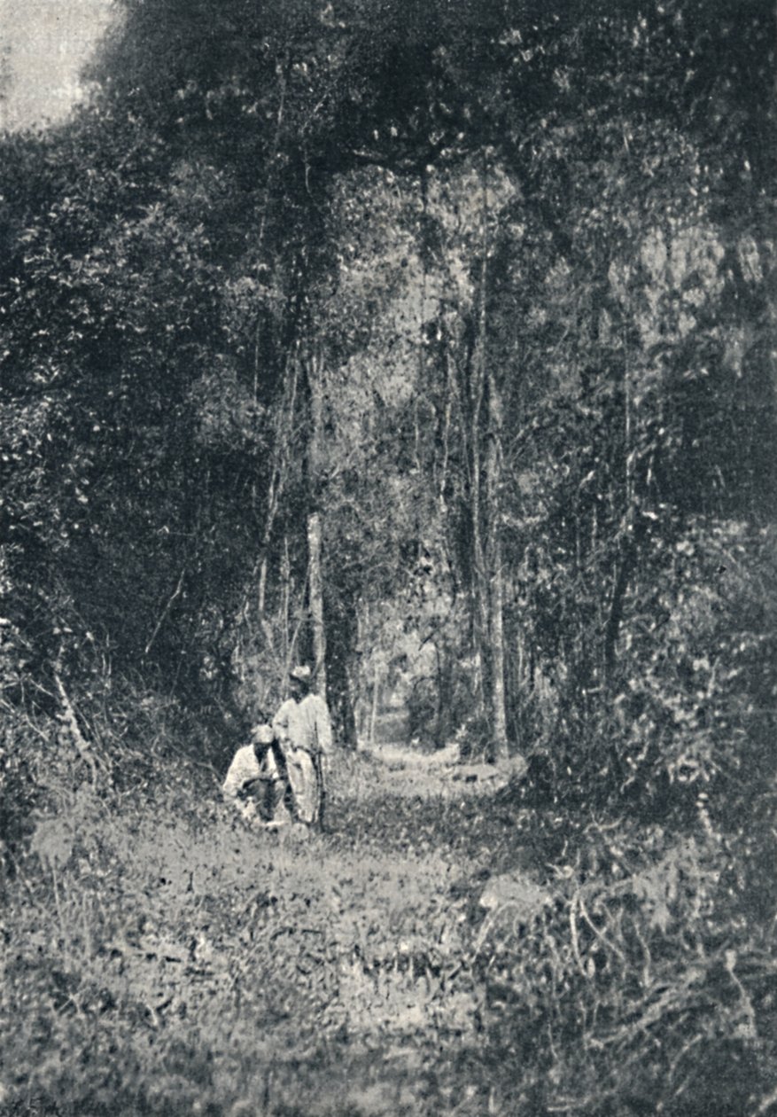 Estrada de Rodagem do Alto Parana, 1895 de Francisco Henszler