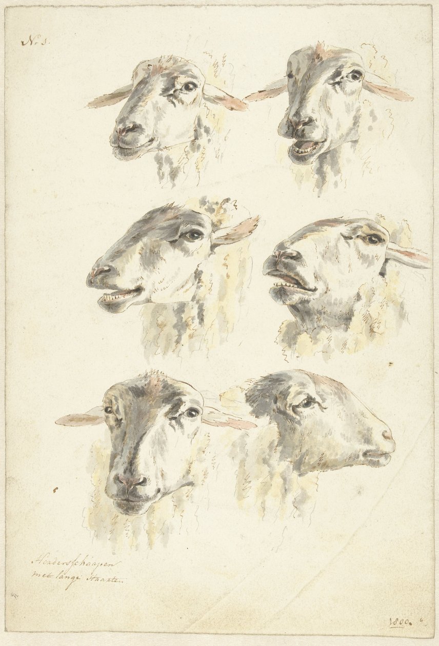 Folha de estudo com seis cabeças de ovelha de Franciscus Andreas Milatz (attributed to)