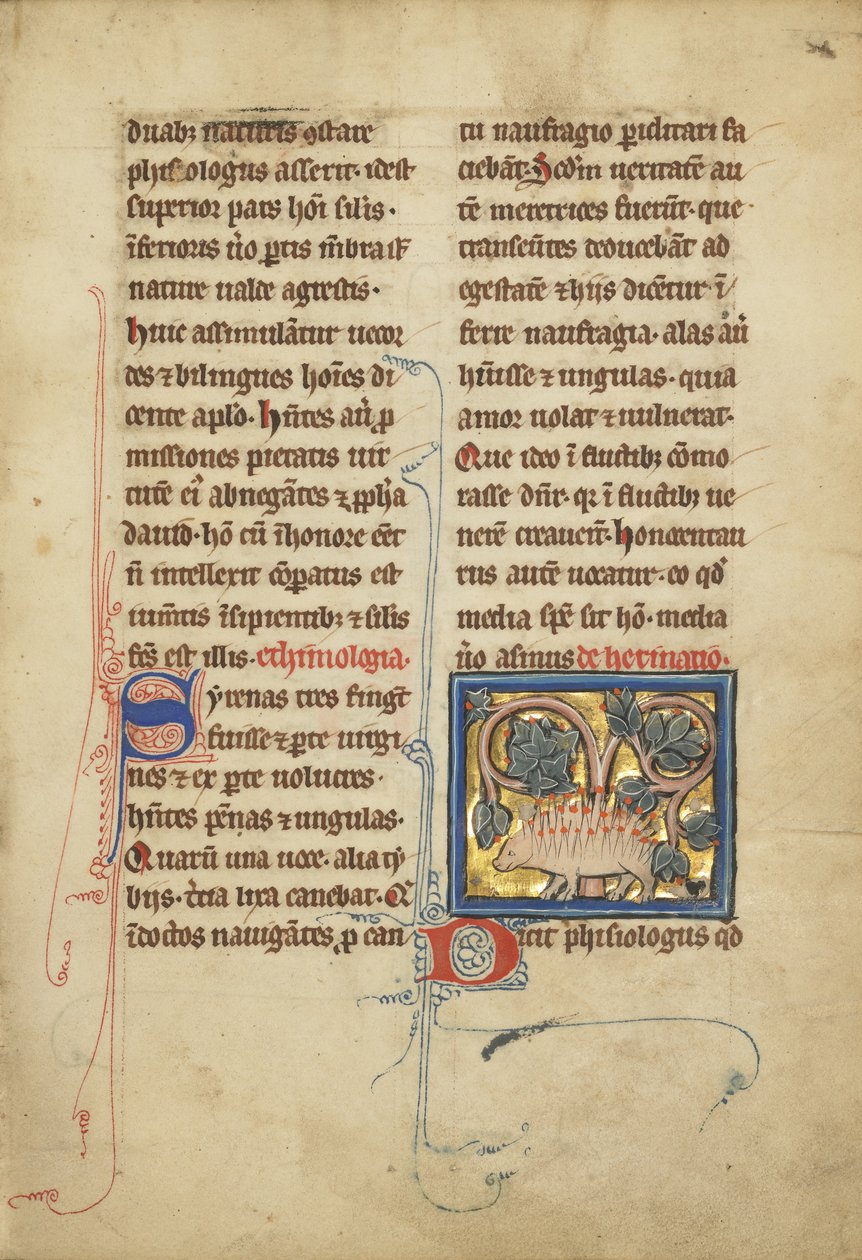 Um ouriço de um bestiário Sra. Ludwig XV 4, fol. 82, c.1280-1300 (têmpera, caneta e tinta, folha de ouro e tinta em pergaminho) de Franco Flemish School