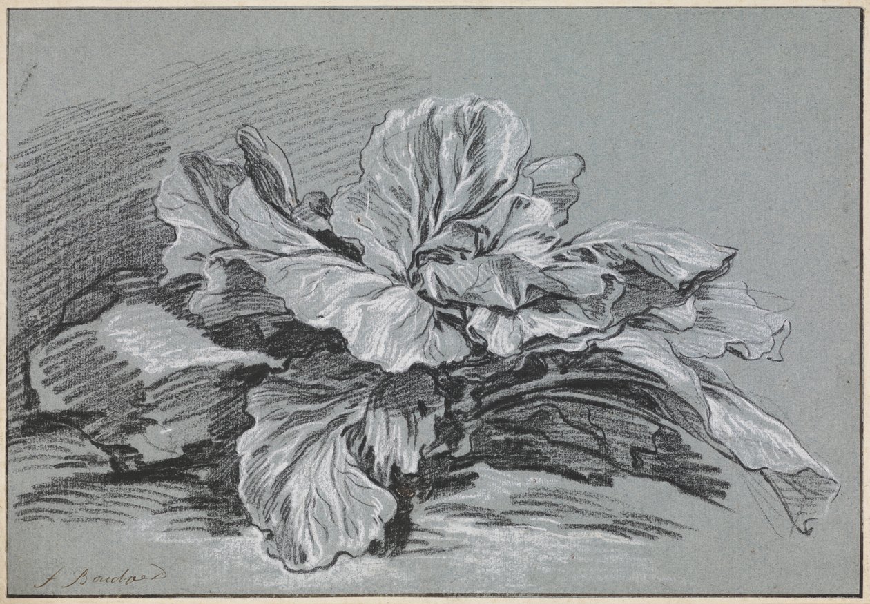 Estudo de um repolho de François Boucher