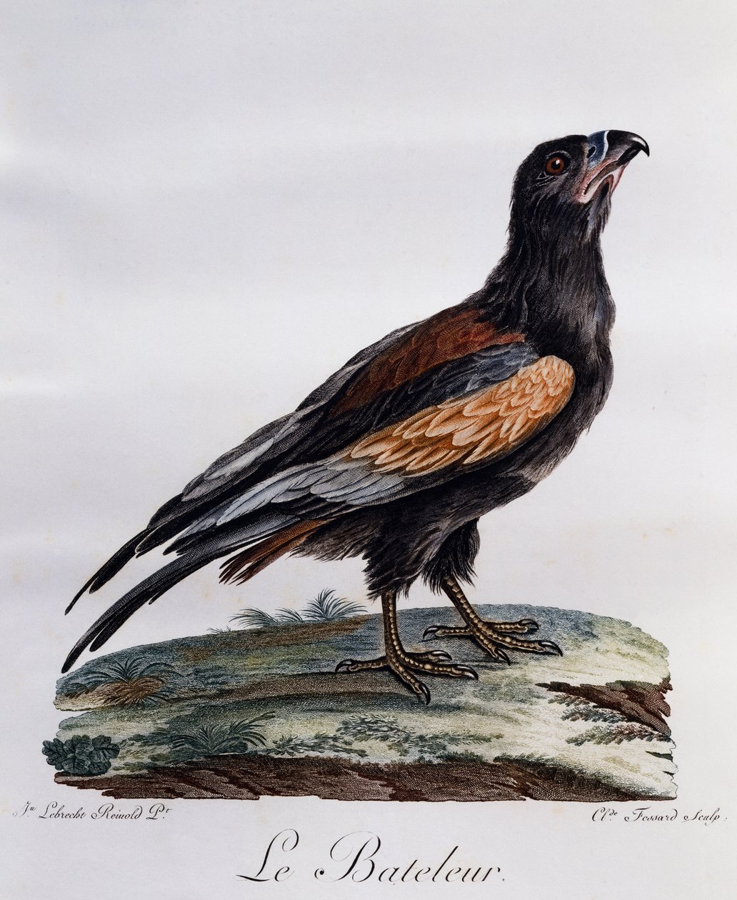 Barqueiro adulto (Terathopius ecaudatus), gravura do Histoire Naturelle des Oiseaux d