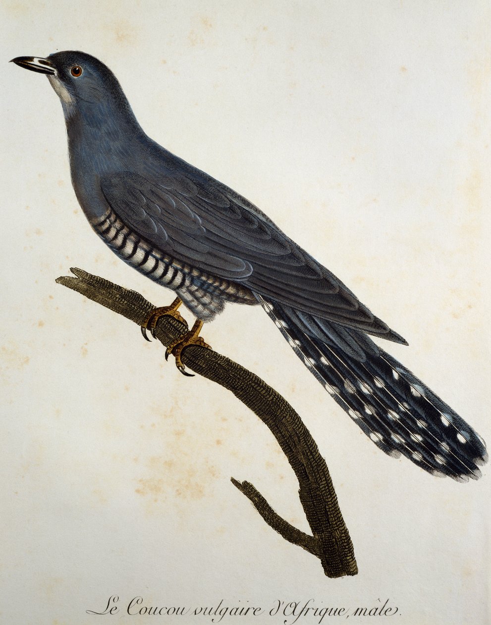 African Cuckoo (Cuculus gularis), gravura da Histoire Naturelle des Oiseaux d