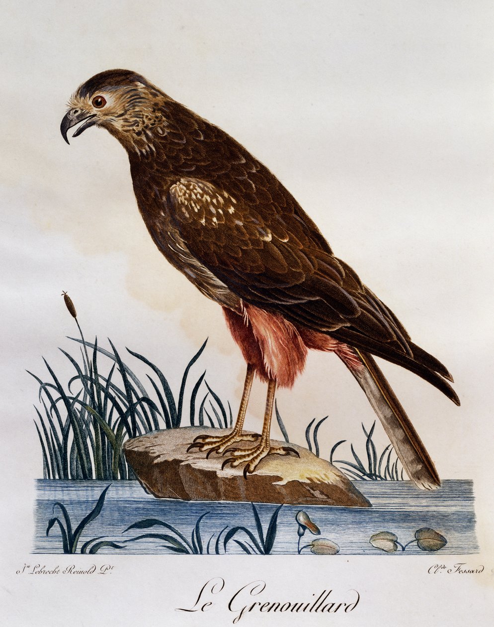 African Marsh Harrier (Circus ranivorus), gravura da Histoire Naturelle des Oiseaux d