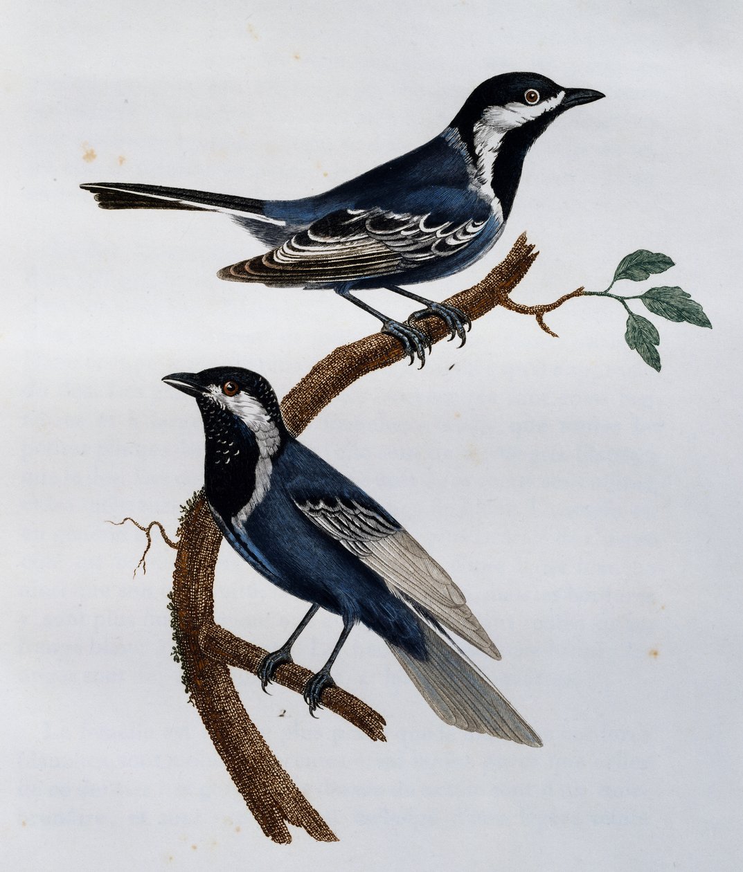 Título de cinza (Parus cinerascens), gravura da Histoire Naturelle des Oiseaux d