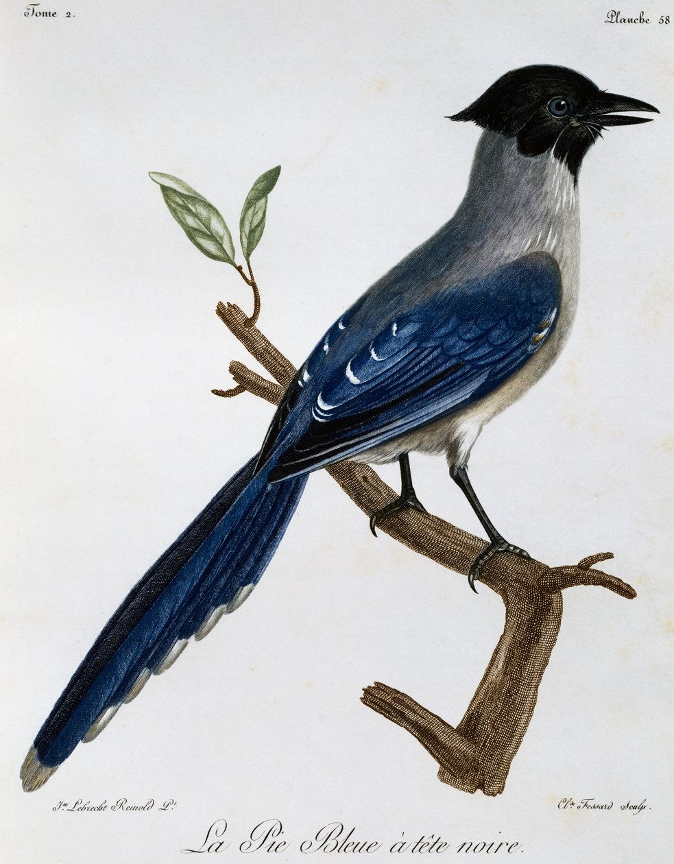 Pega-azul (Cyanopica cyanus), gravura da Histoire Naturelle des Oiseaux d