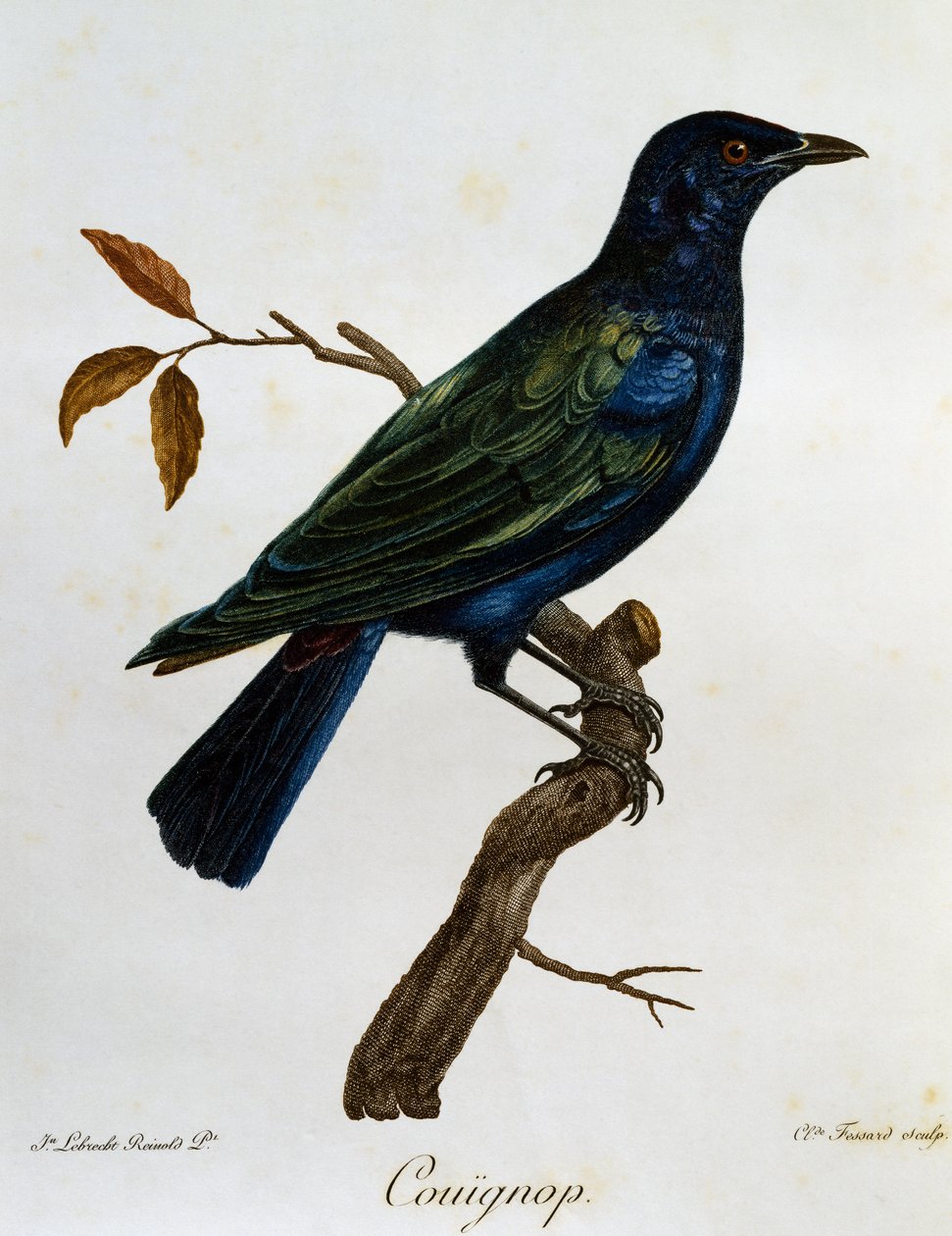 Lamprotornis corruscus, gravura da Histoire Naturelle des Oiseaux d