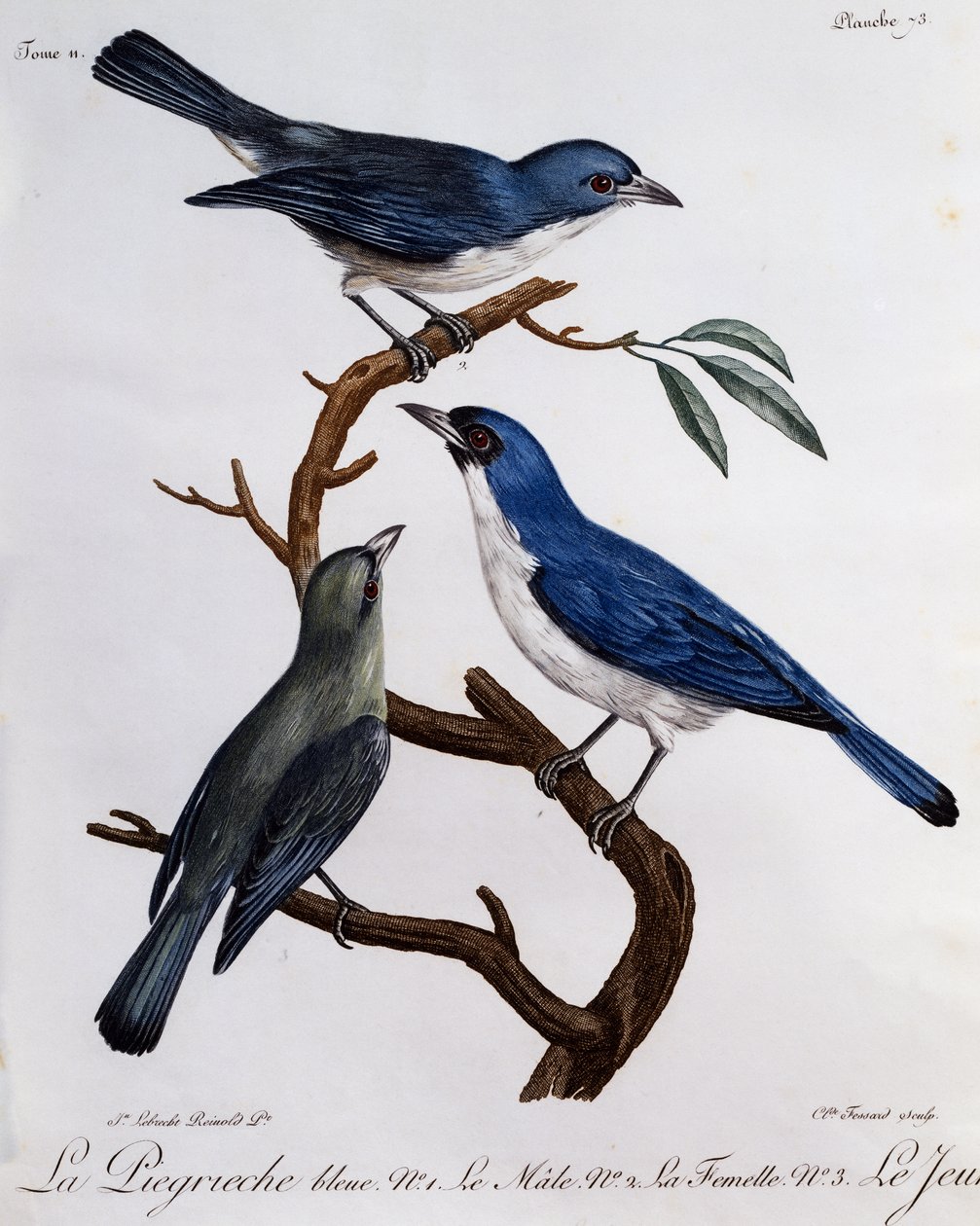 Vanga Azul (Cyanolanius madagascarinus), gravura da Histoire Naturelle des Oiseaux d
