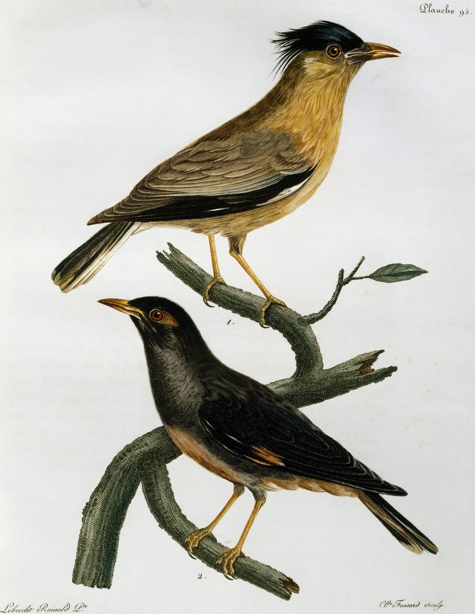 Brahminy Starling (Sturnus pagodarum) e, abaixo, Bank Myna (Acridotheres ginginianus), gravura da Histoire Naturelle des Oiseaux d