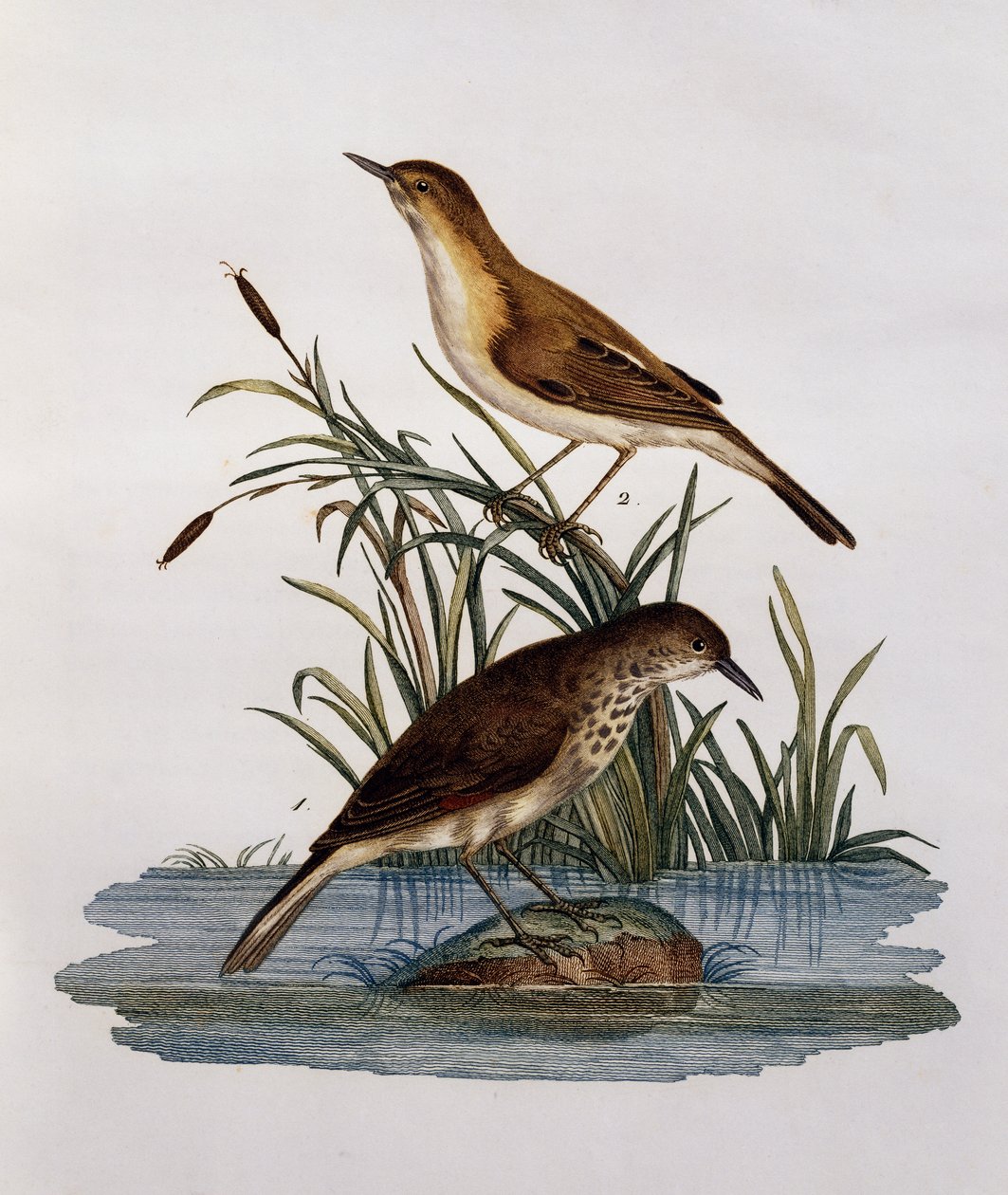 Cagueteuse e Lisabelle, gravura da Histoire Naturelle des Oiseaux d