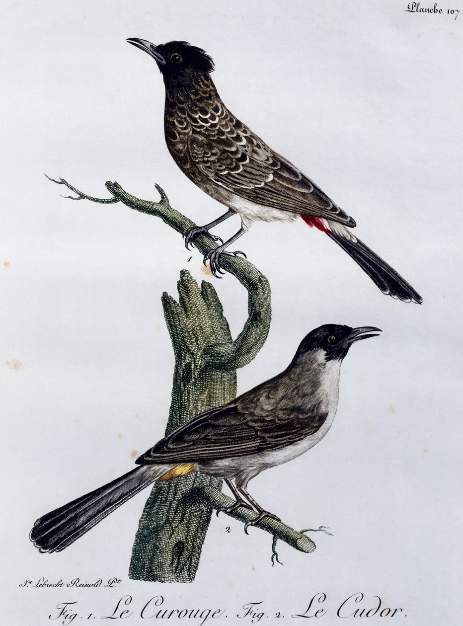 Cape Bulbul (Pycnonotus capensis) e, abaixo, Garden Bulbul (Pycnonotus barbatus), gravura do Histoire Naturelle des Oiseaux d
