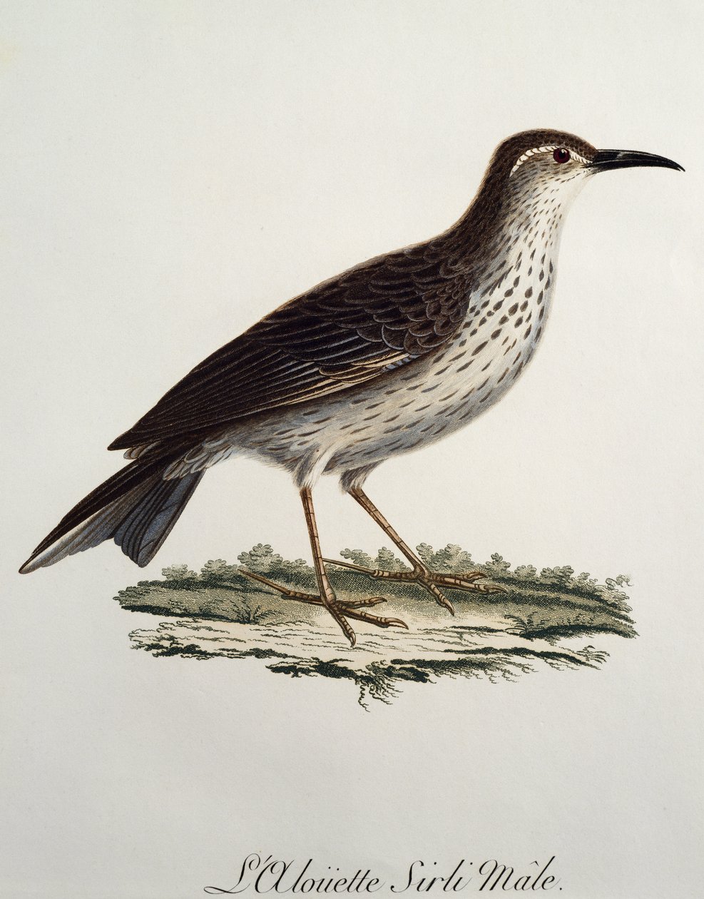 Cabo Longbill macho (Certhilauda curvirostris), gravura da Histoire Naturelle des Oiseaux d