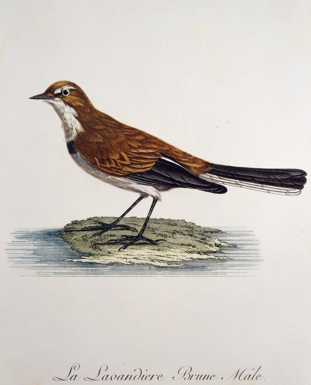 Cabo Wagtail macho (Motacilla capensis), gravura de Histoire Naturelle des Oiseaux d