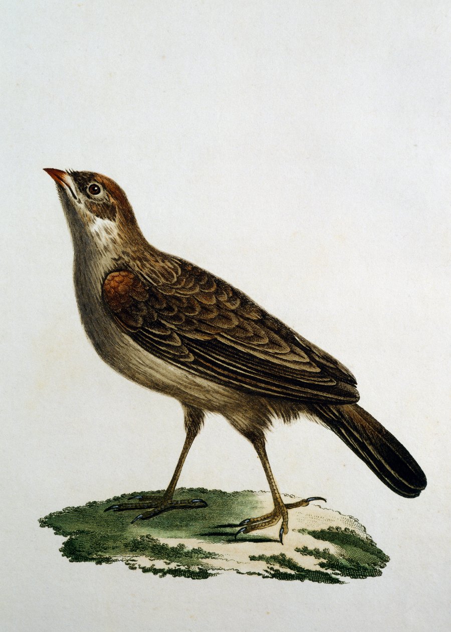 Rolo Cuco Feminino, gravura do Histoire Naturelle des Oiseaux d