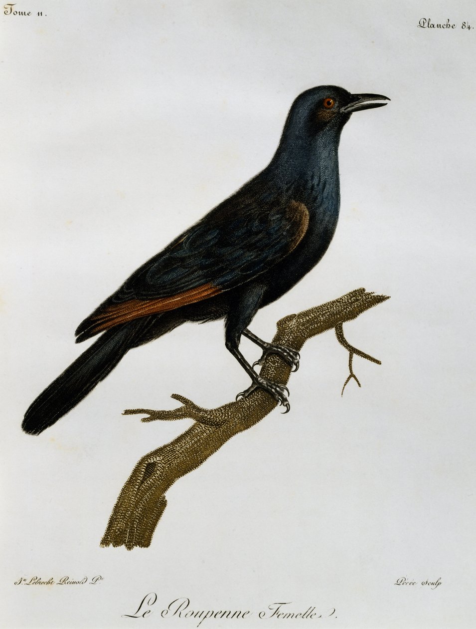 Estorninho (Onychognathus morio), gravura da Histoire Naturelle des Oiseaux d