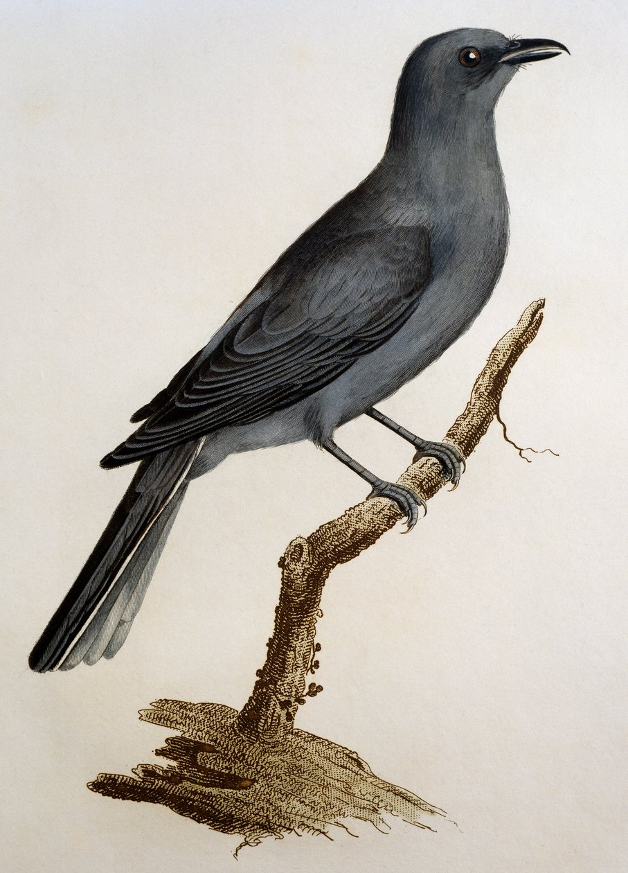Cuckooshrike cinza (Coracina caesia), gravura da Histoire Naturelle des Oiseaux d