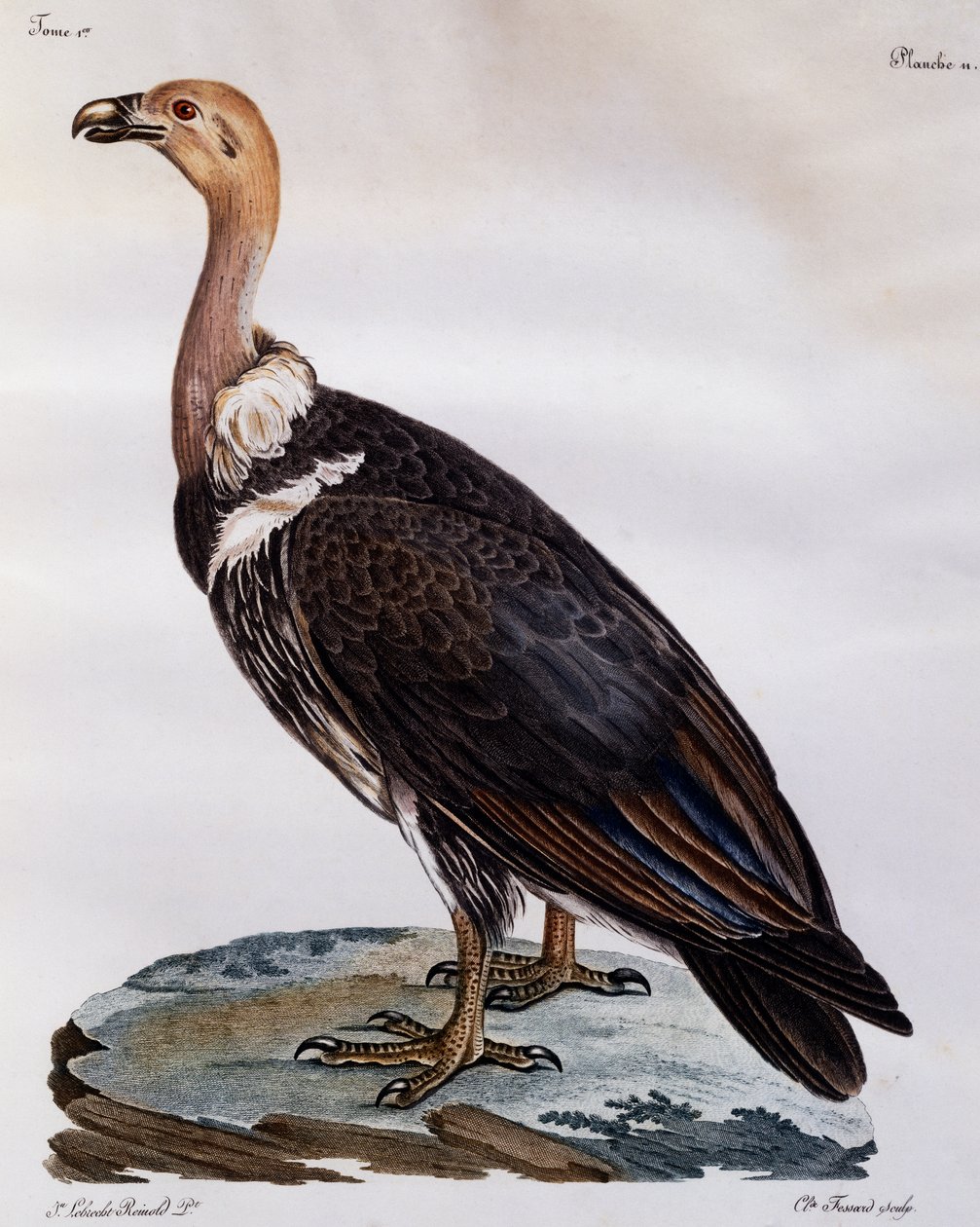 Cabo Griffon imaturo (coproteres ciganos), gravura da Histoire Naturelle des Oiseaux d
