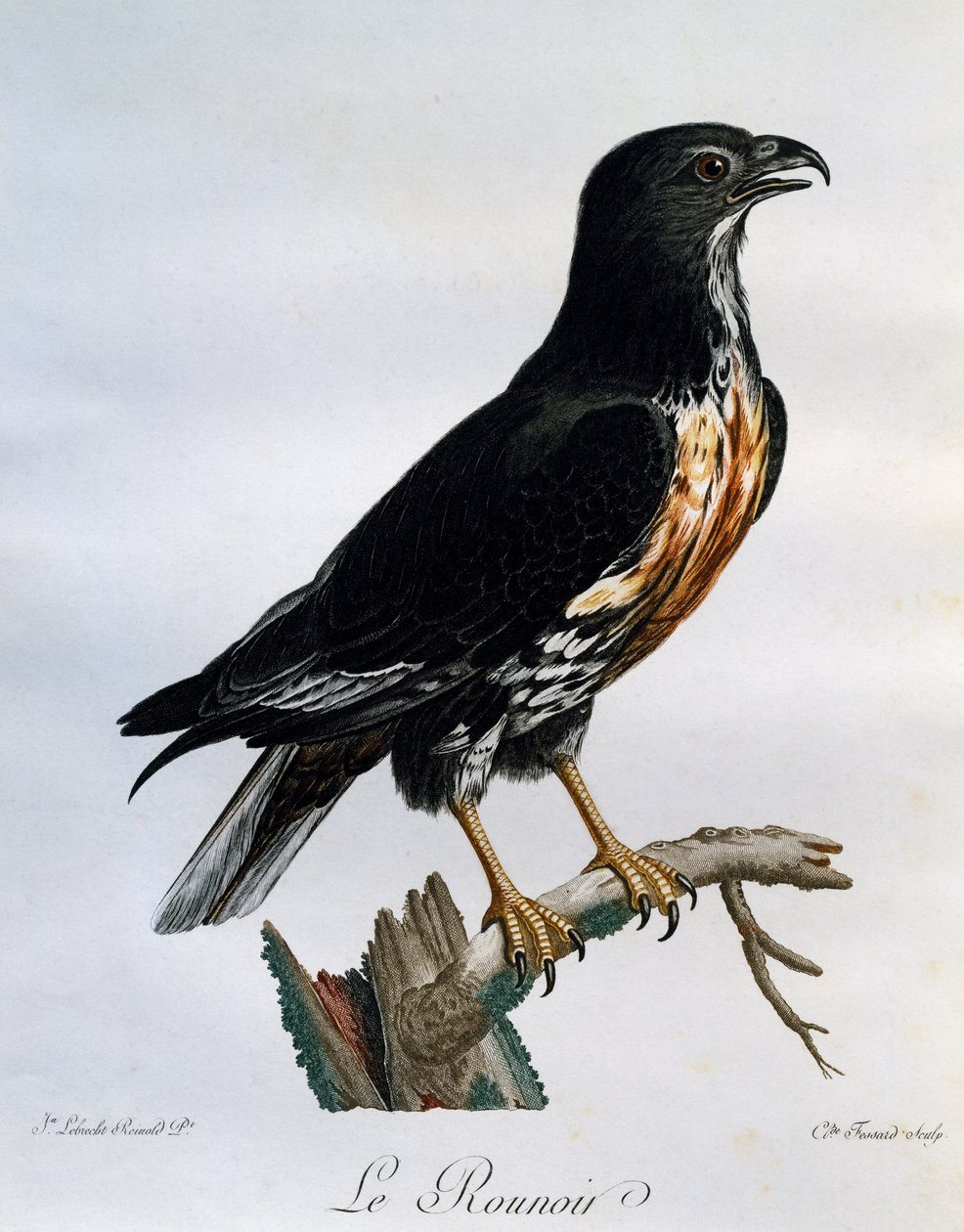 Jackal Buzzard (Buteo rufofuscus), gravura da Histoire Naturelle des Oiseaux d