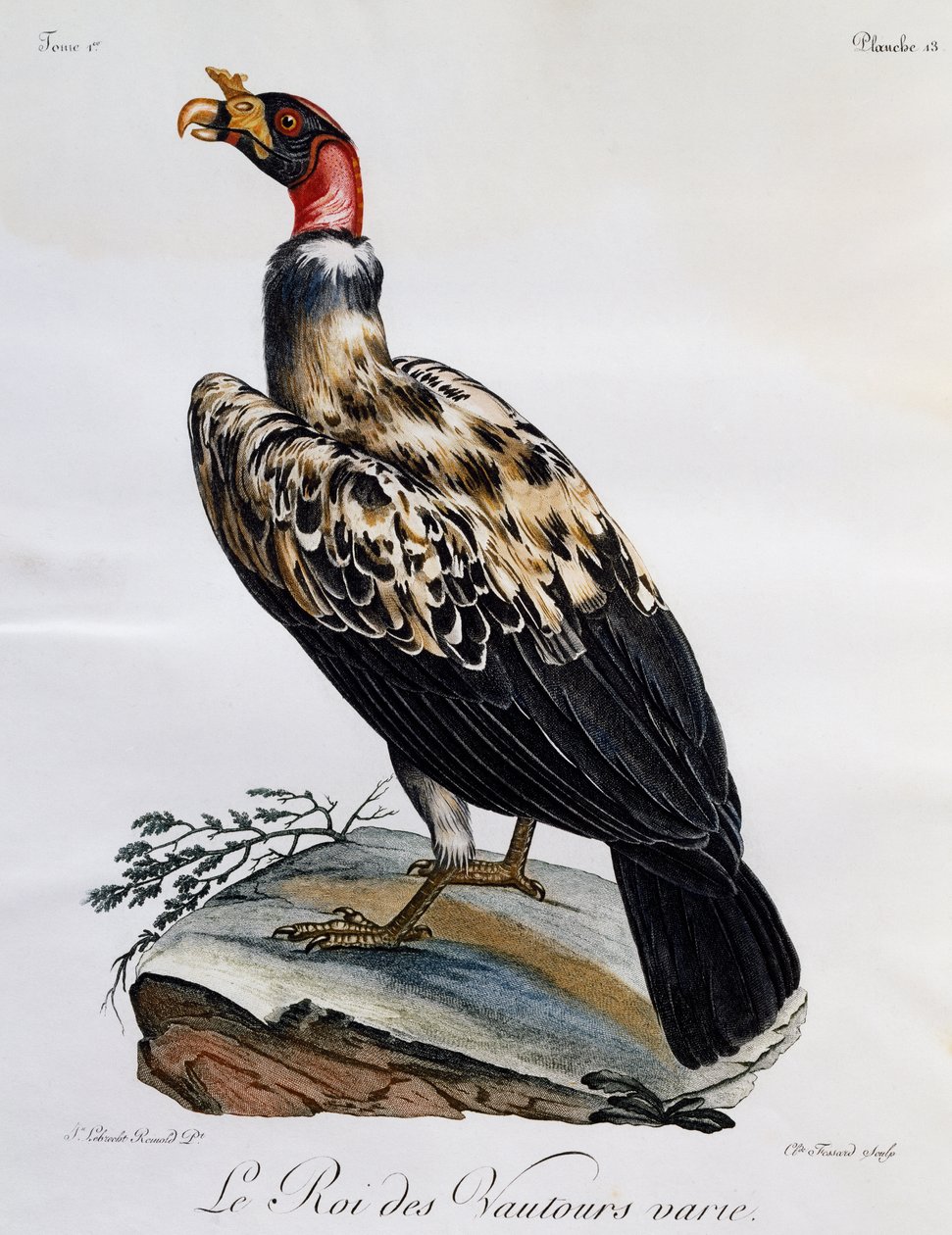 Abutre Rei (papa Sarcoramphus), gravura da Histoire Naturelle des Oiseaux d