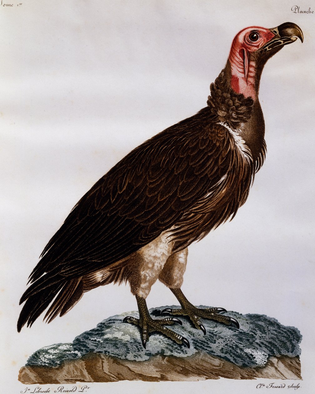 Abutre com cara de lapa (Torgos tracheliotos), gravura da Histoire Naturelle des Oiseaux d