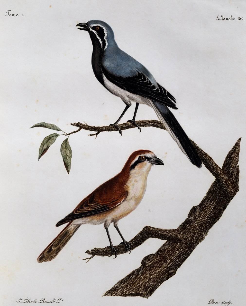 Le Pendeur et le Rousseau, gravura da Histoire Naturelle des Oiseaux d