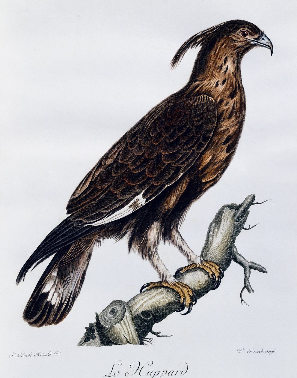 Águia de crista longa (Lophaetus occipitalis), gravura do Histoire Naturelle des Oiseaux d