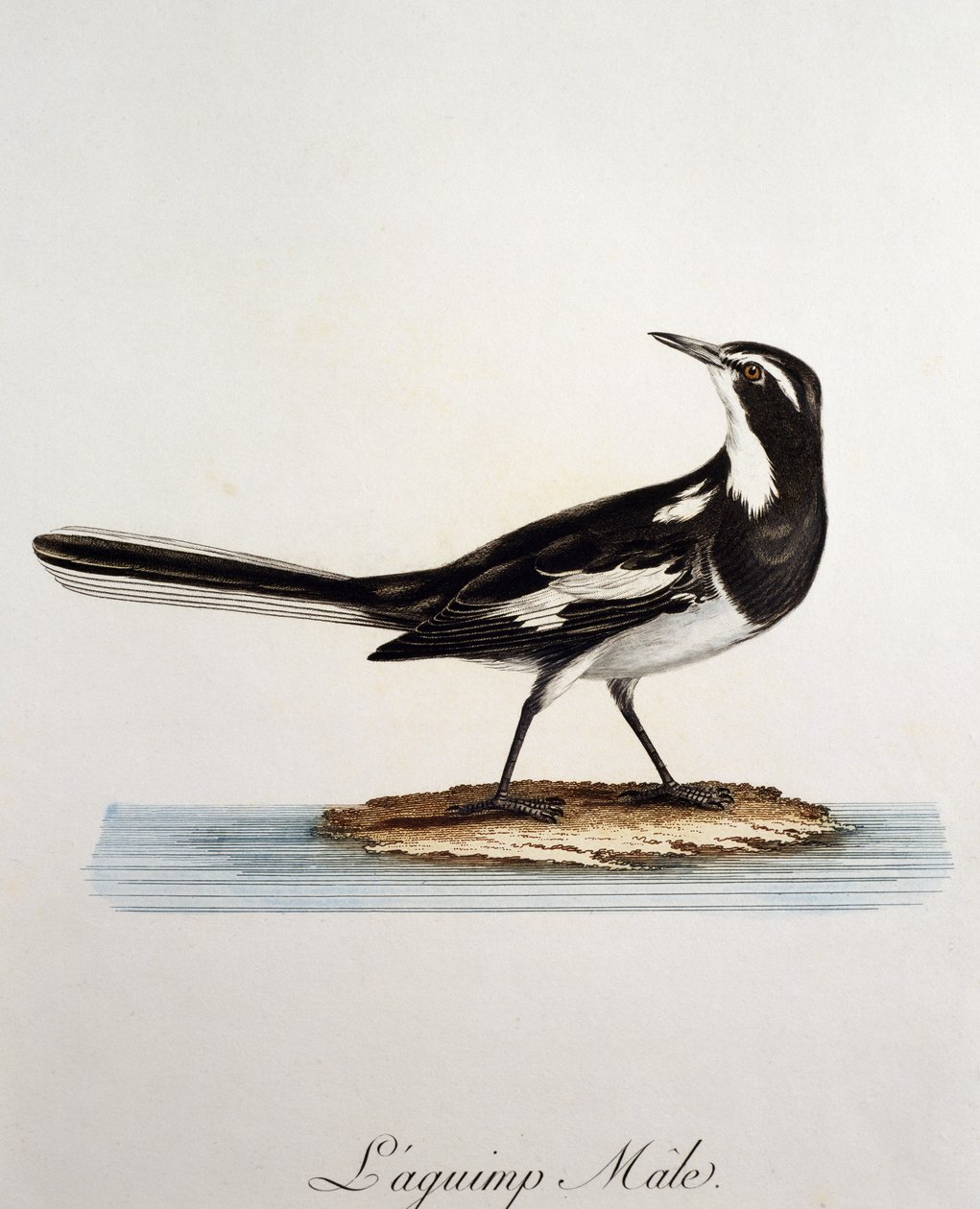 Motacilla aguimp, gravura da Histoire Naturelle des Oiseaux d
