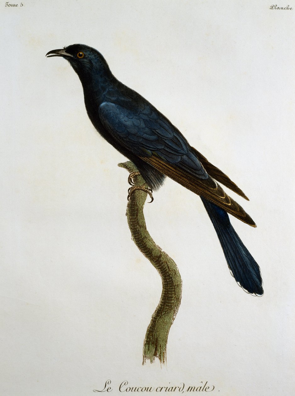Cuco Negro Masculino (Cuculus clamosus), gravura da Histoire Naturelle des Oiseaux d