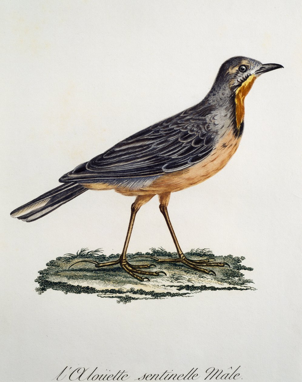 Cabo Longclaw macho (Macronyx capensis), gravura da Histoire Naturelle des Oiseaux d