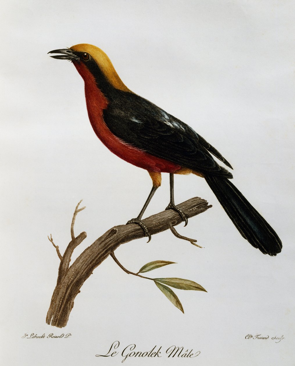Gonolek comum masculino (Laniarius barbarus), gravura da Histoire Naturelle des Oiseaux d