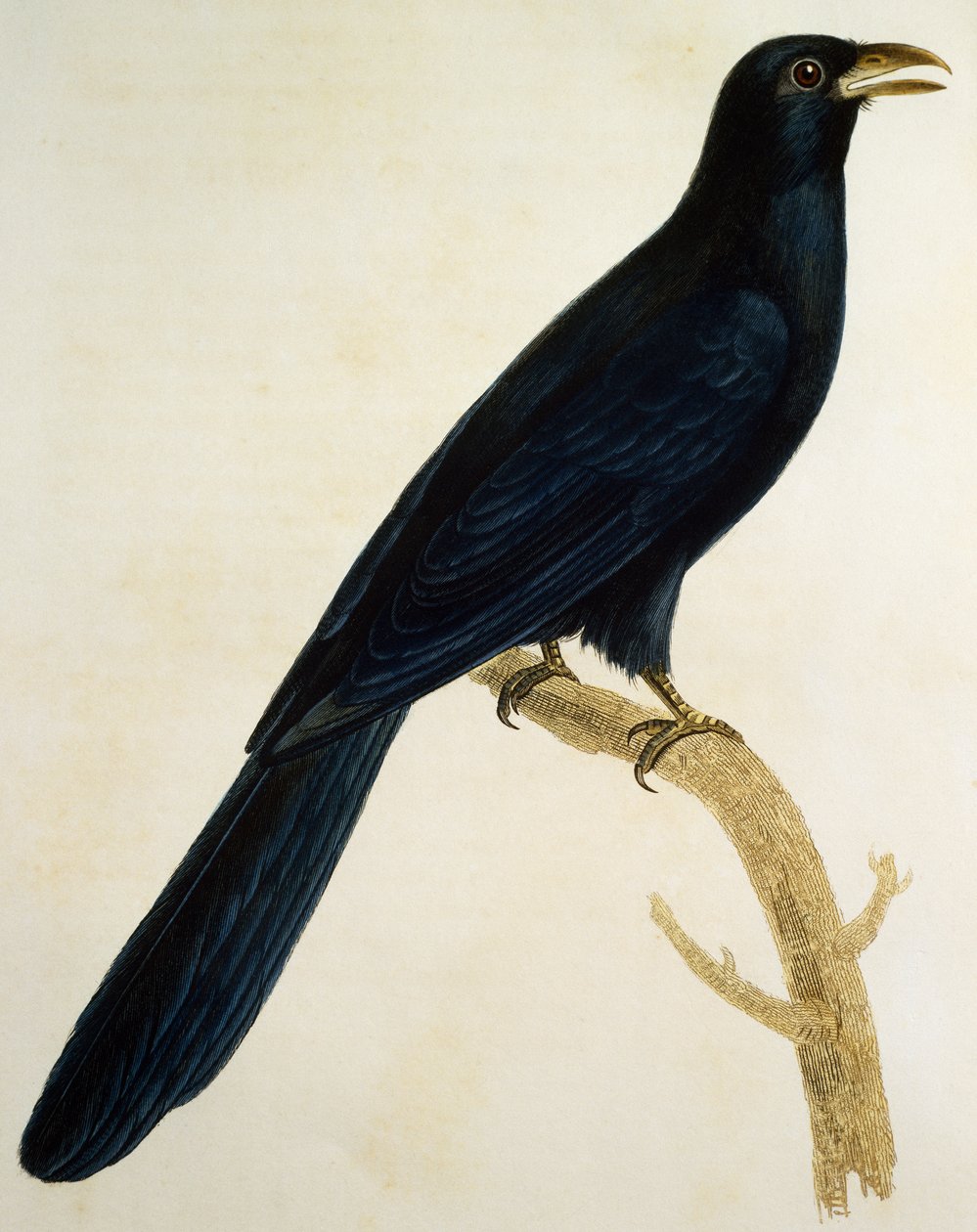 Cuco macho com bico grande, gravura da Histoire Naturelle des Oiseaux d