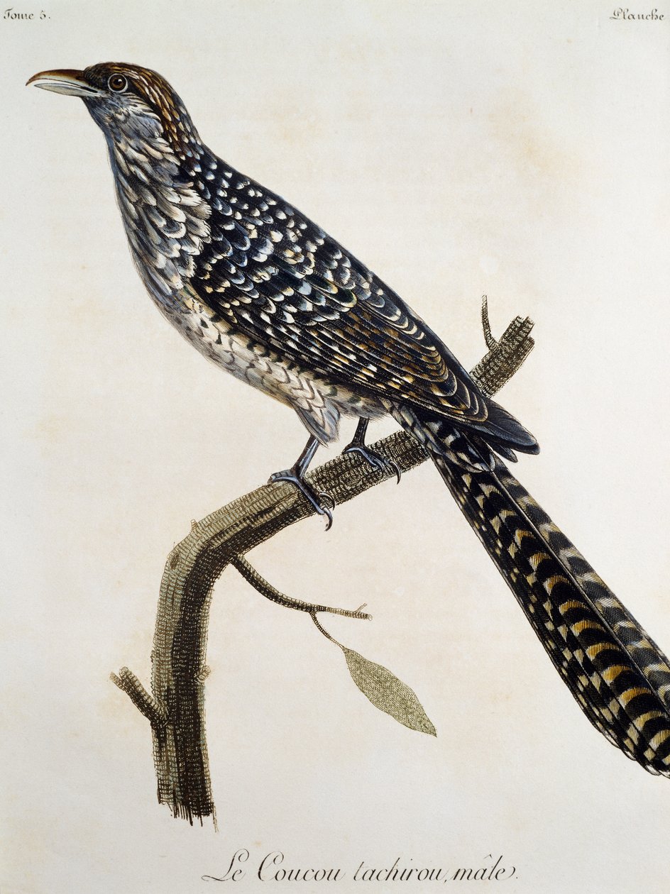 Tachirou de cuco macho, gravura da Histoire Naturelle des Oiseaux d