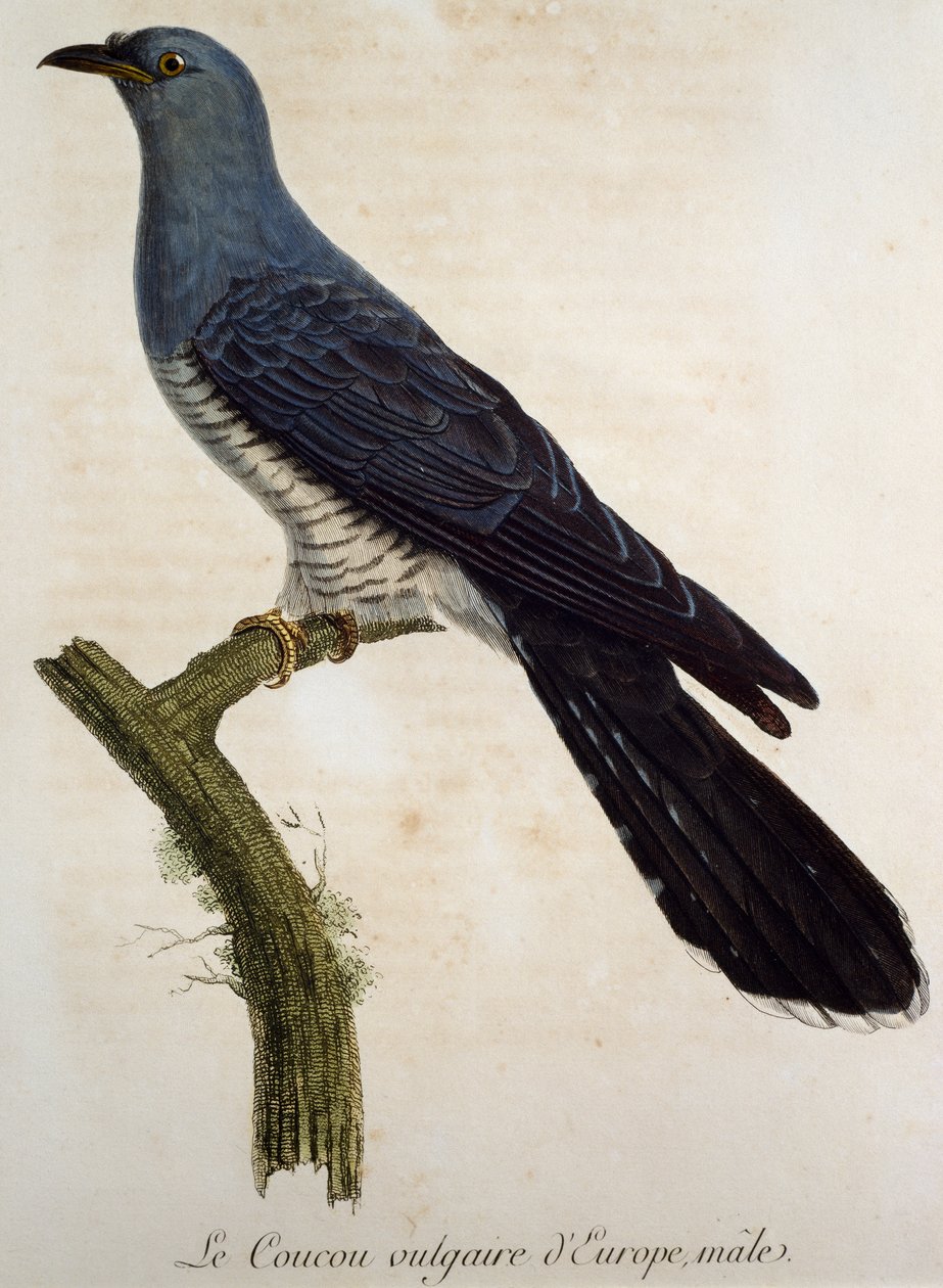 Cuco macho eurasiático (Cuculus canorus), gravura da Histoire Naturelle des Oiseaux d