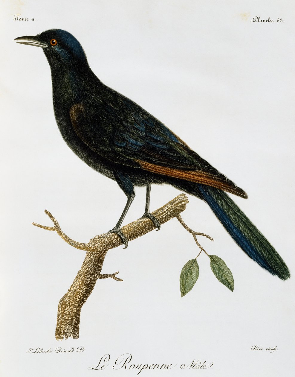 Estorninho de asas vermelhas masculino (Onychognathus morio), gravura da Histoire Naturelle des Oiseaux d