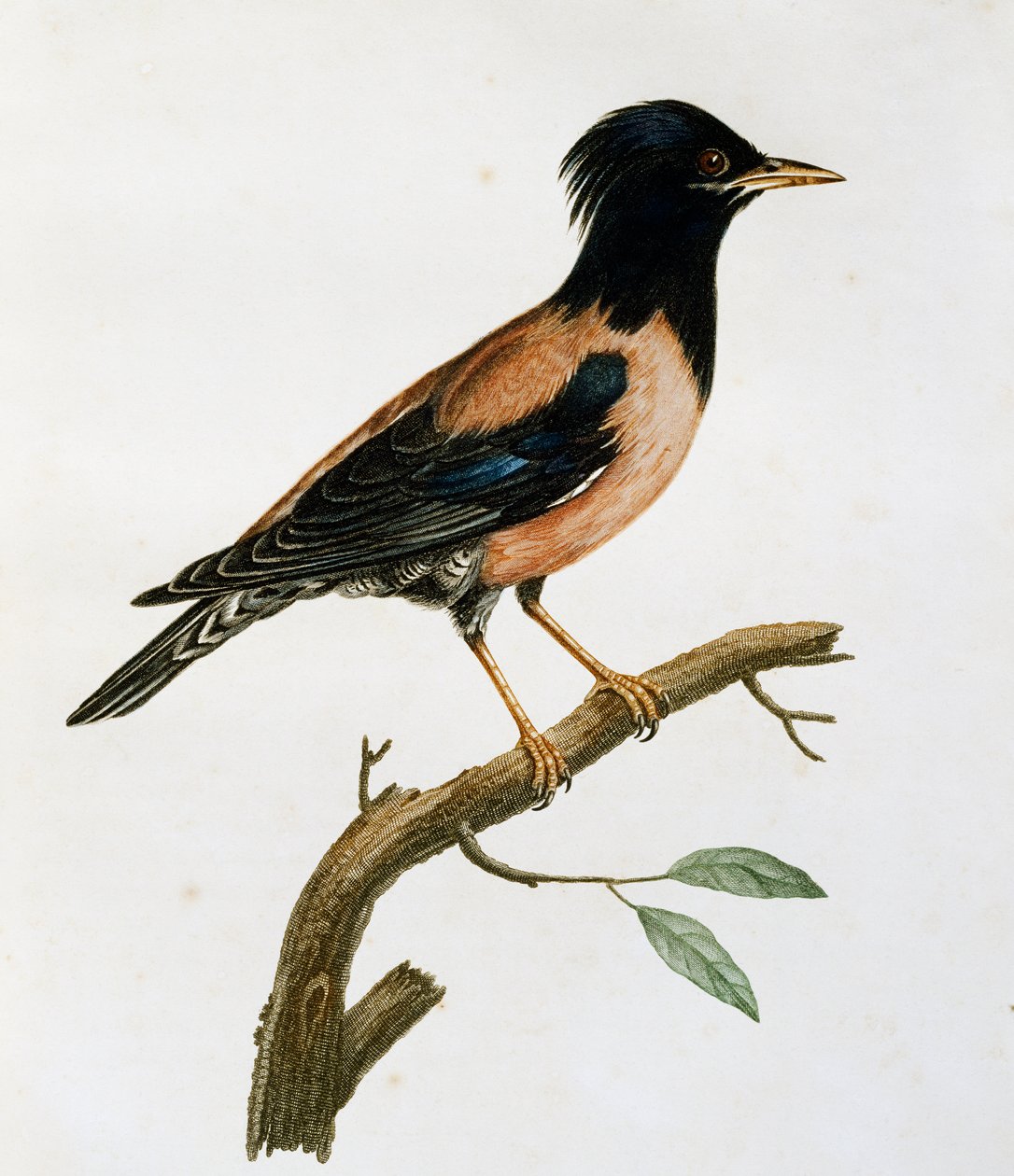 Estorninho Rosado Masculino (Sturnus roseus), gravura da Histoire Naturelle des Oiseaux d