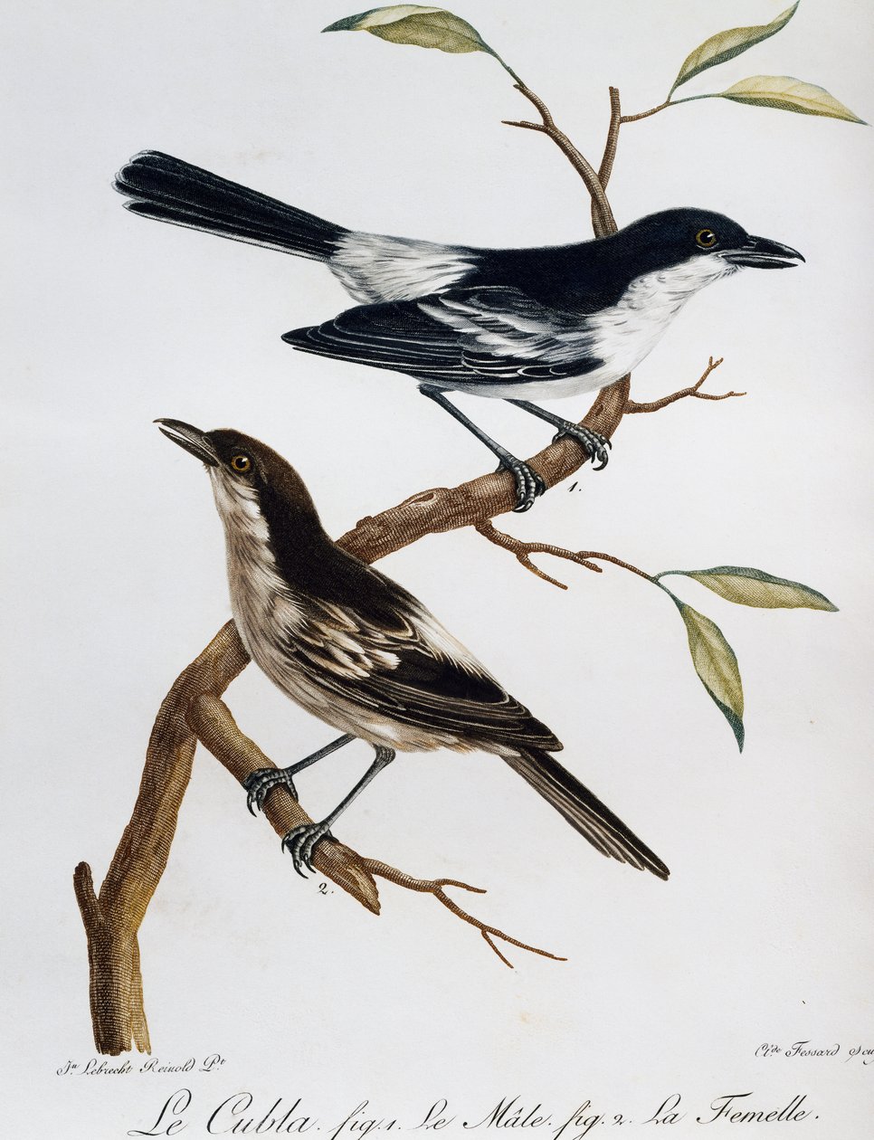 Macho e fêmea de Black-backed Puffback (Dryoscopus cubla), gravura do Histoire Naturelle des Oiseaux d