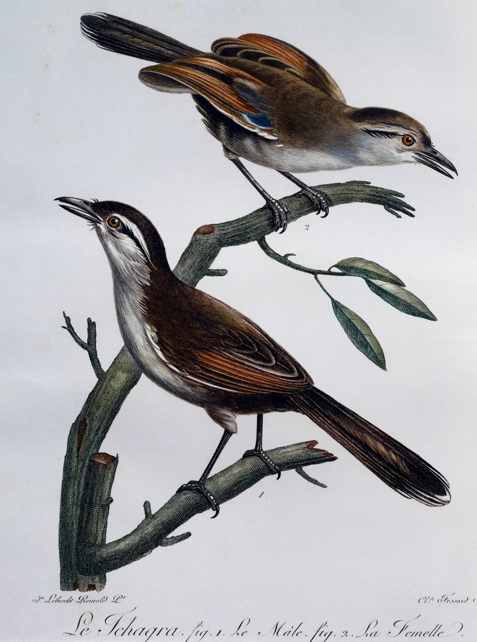 Macho e fêmea de Tchagra (Tchagra senegalus), gravura do Histoire Naturelle des Oiseaux d